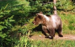 В Березовском лесу объявился медвежонок, который совершил ночную пробежку по Воткинску
