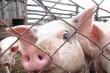 В Удмуртию может прийти африканская чума свиней