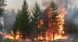 С 11 по 14 мая местами на территории Удмуртии ожидается чрезвычайная пожароопасность лесов (5 класс)