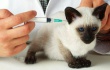 Профилактическая вакцинация для собак и кошек