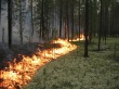 Число лесных пожаров растет